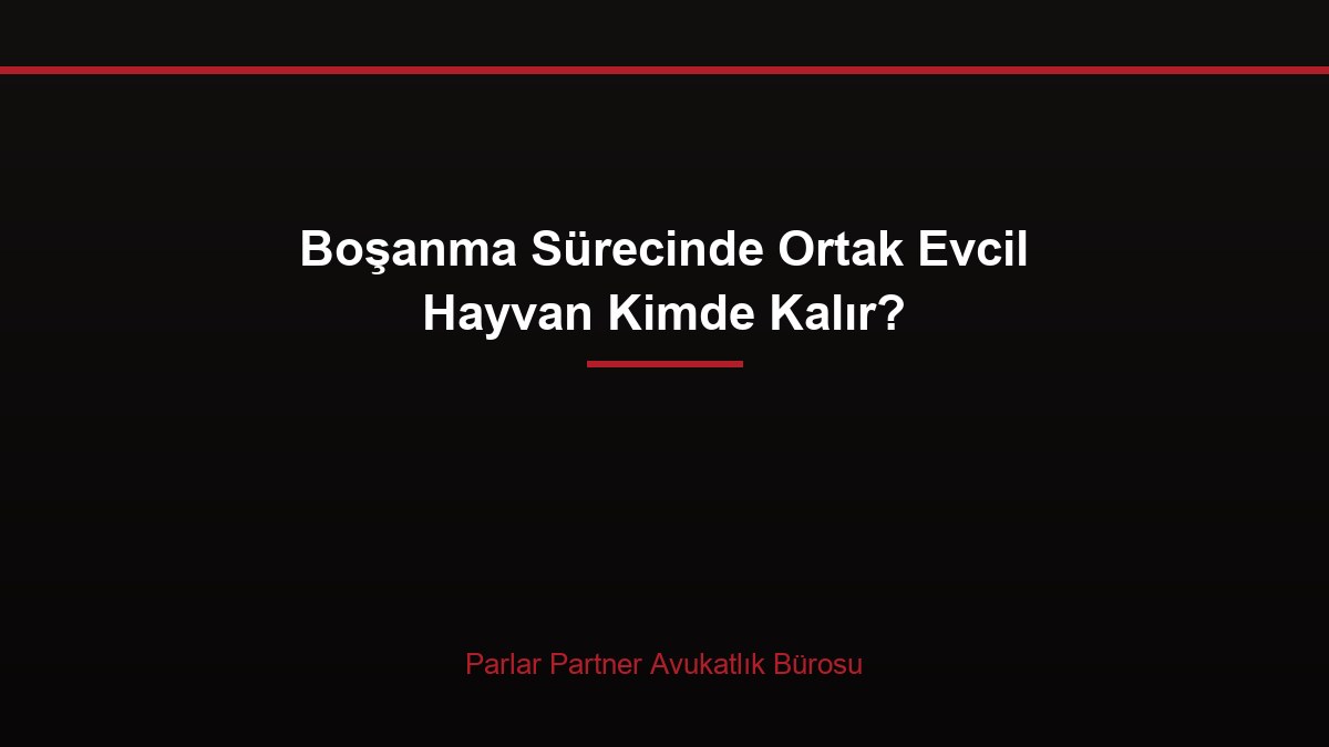 Boşanma Sürecinde Ortak Evcil Hayvan Kimde Kalır?