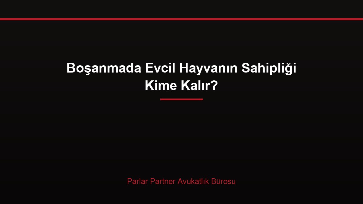 Boşanmada Evcil Hayvanın Sahipliği Kime Kalır?