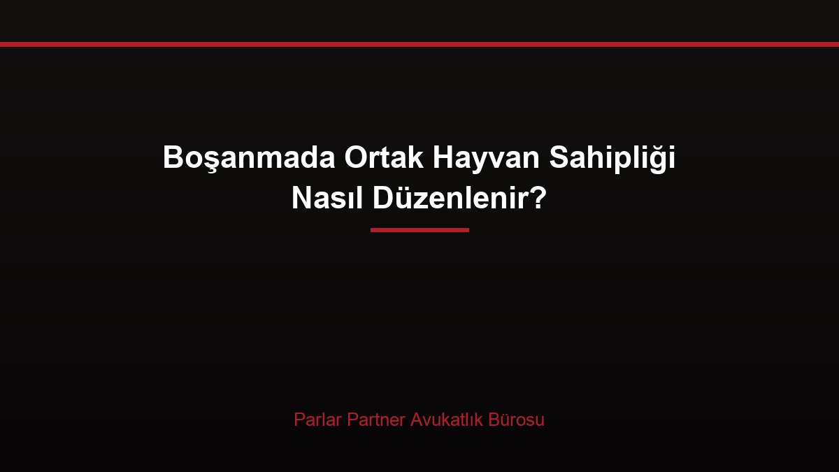 Boşanmada Ortak Hayvan Sahipliği Nasıl Düzenlenir?